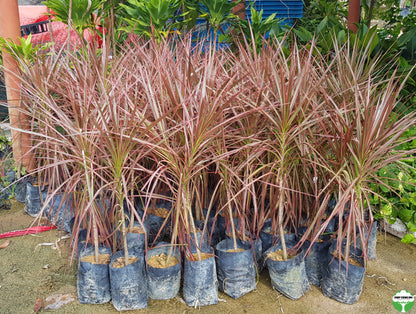 Dracaena reflexa var. angustifolia 'Colorama'