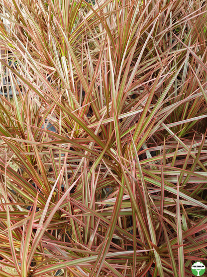 Dracaena reflexa var. angustifolia 'Colorama'