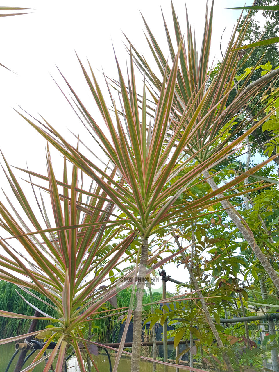 Dracaena reflexa var. angustifolia 'Colorama'
