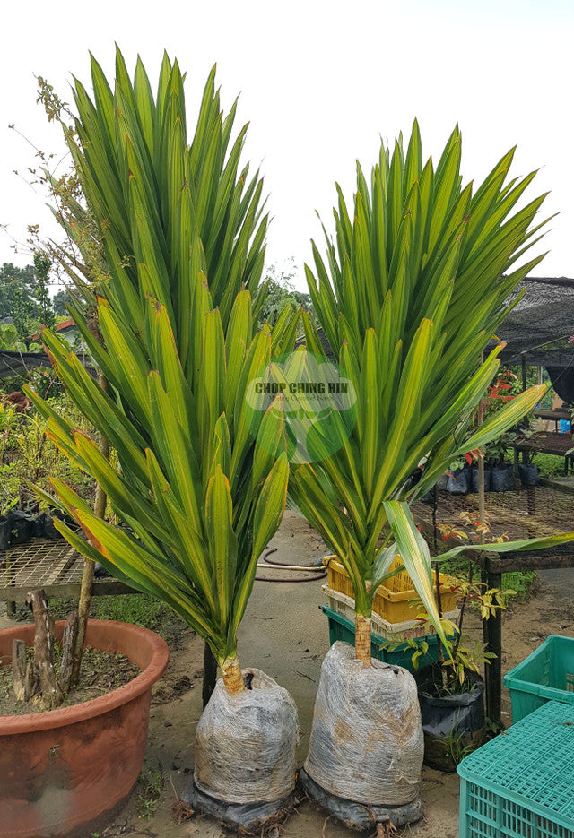 Dracaena spp. 1 – Chop Ching Hin