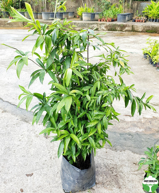 Dracaena surculosa var. maculata