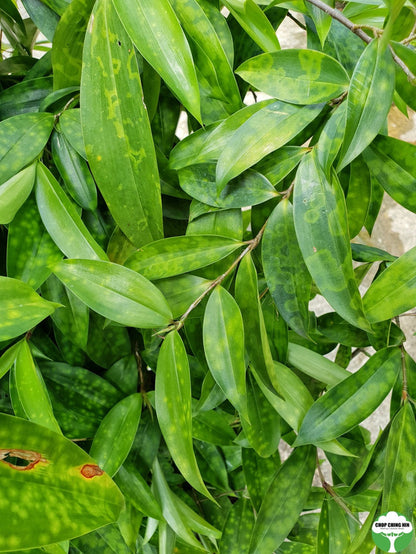 dracaena surculosa japanese bamboo Dracaena surculosa var. maculata – Chop Ching Hin Pte Ltd