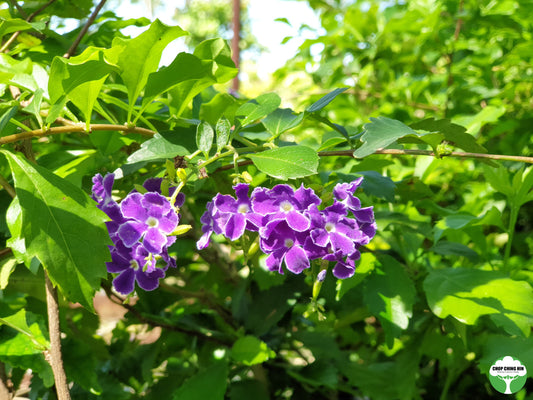 Duranta 'Dark Purple'