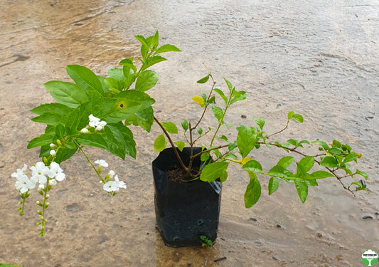 Duranta erecta 'Alba'