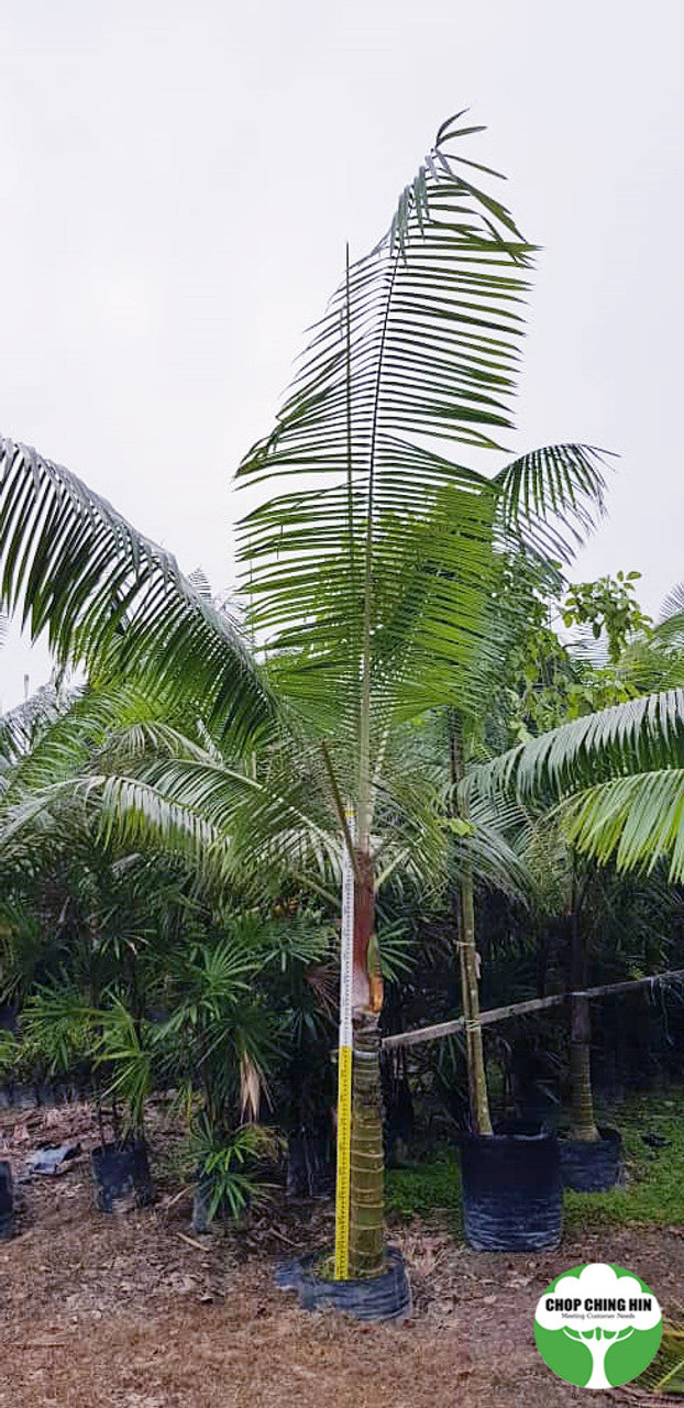 Dypsis leptocheilos (Redneck Palm)
