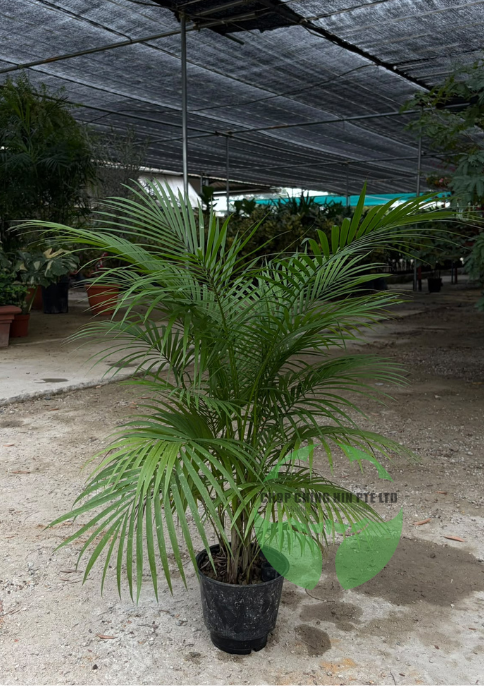 Rhopaloblaste ceramica (Hydro)