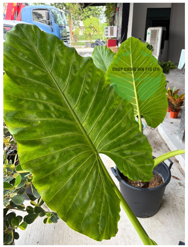 Alocasia macrorrhizos