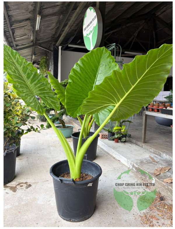 Alocasia macrorrhizos