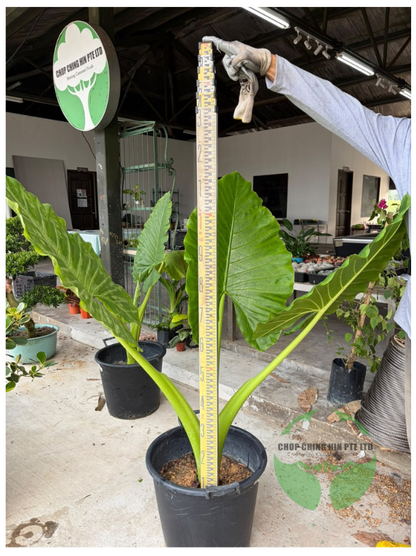 Alocasia macrorrhizos