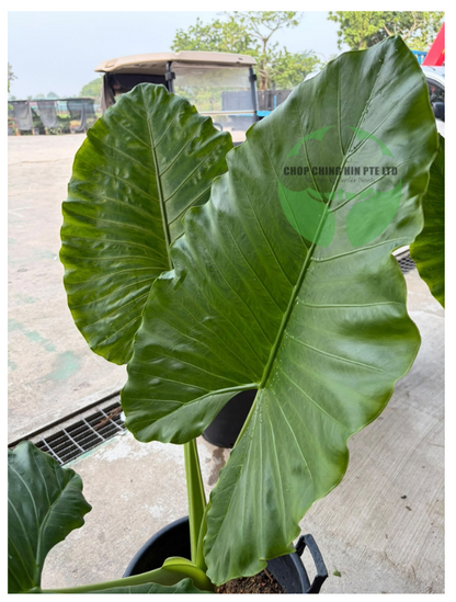 Alocasia macrorrhizos
