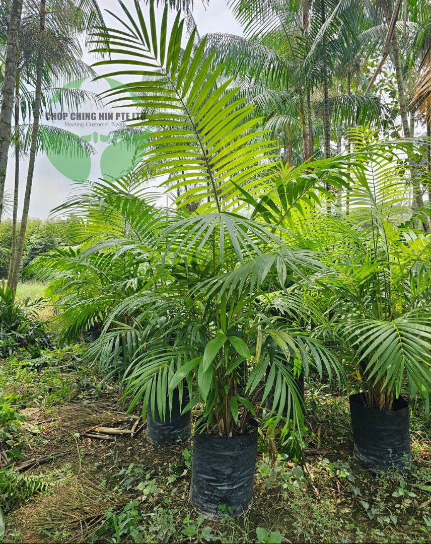 Euterpe edulis