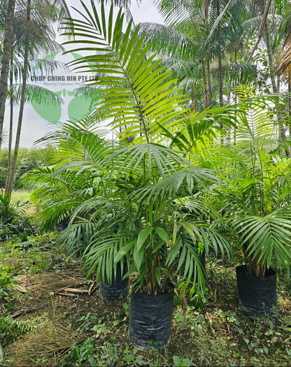Euterpe edulis
