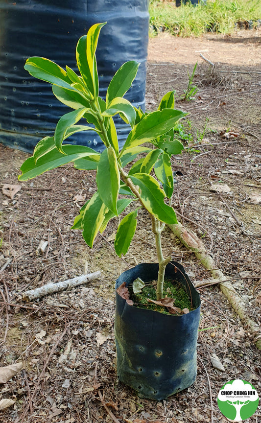 Fagraea ceilanica (Variegated)