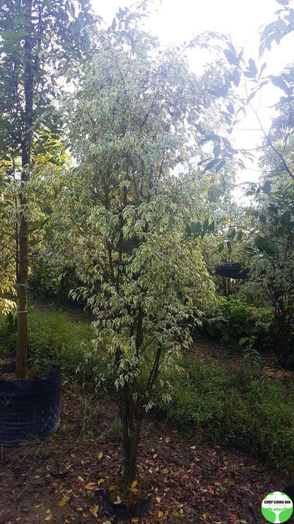 Ficus benjamina 'Variegated White'