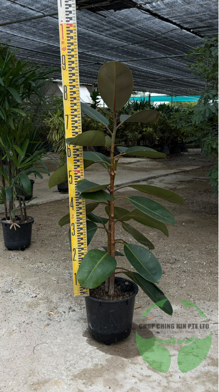 Ficus elastica 'Black Burgundy' (Hydro)