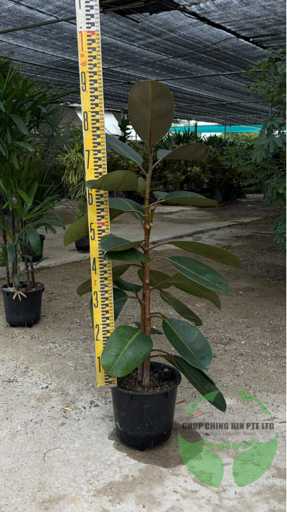 Ficus elastica 'Black Burgundy' (Hydro)