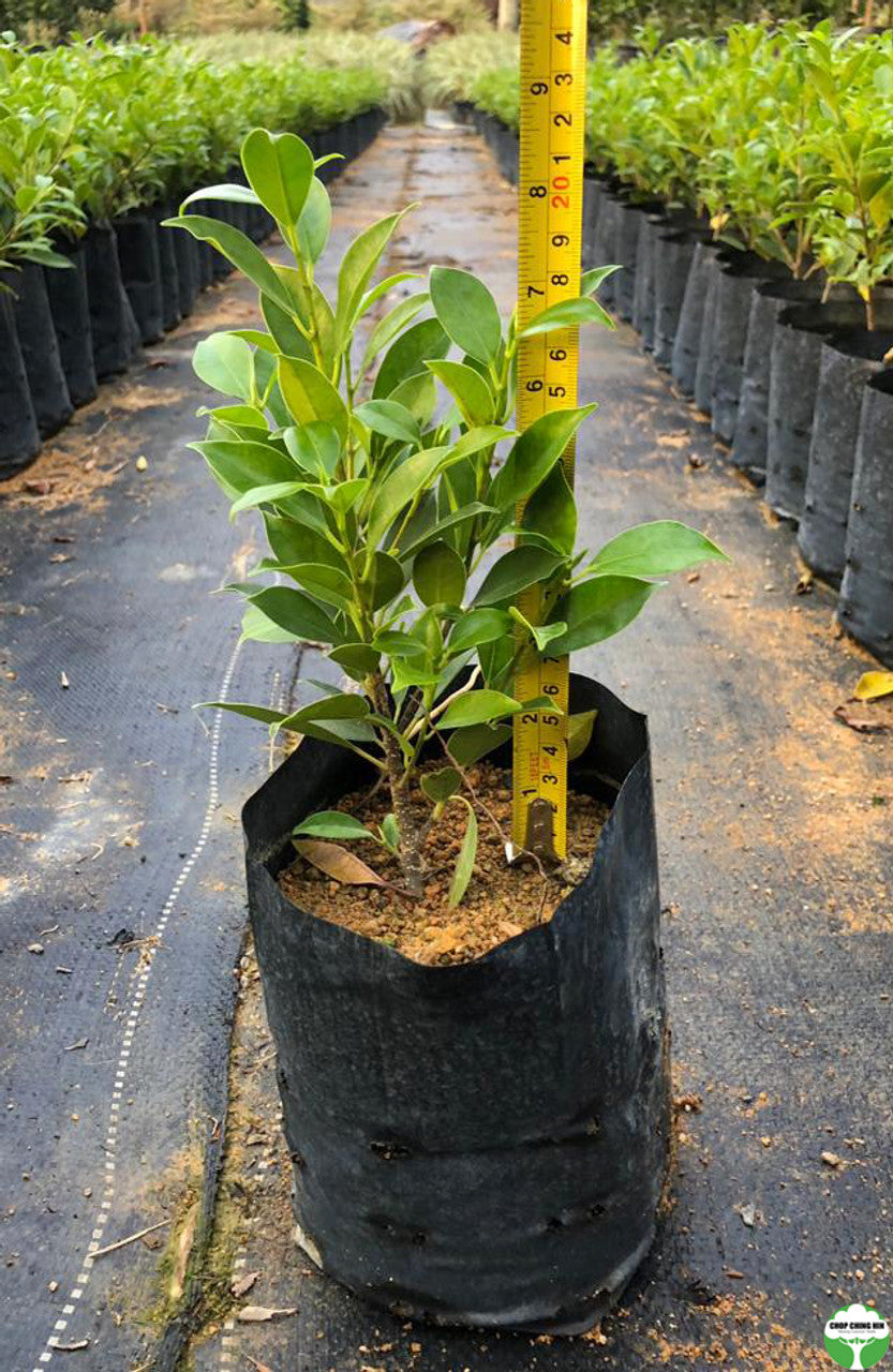 Ficus microcarpa 'Golden'