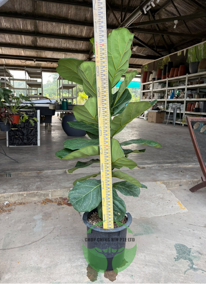 Ficus Lyrata (Hydro)