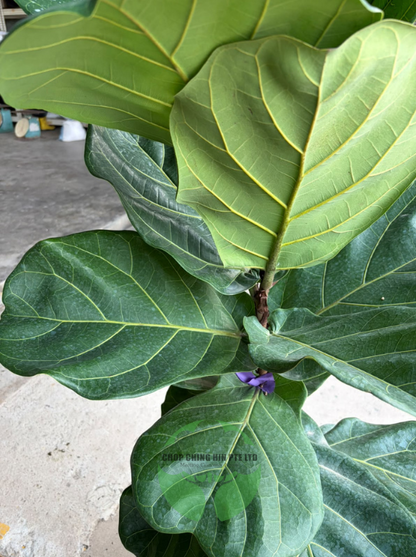 Ficus Lyrata (Hydro)