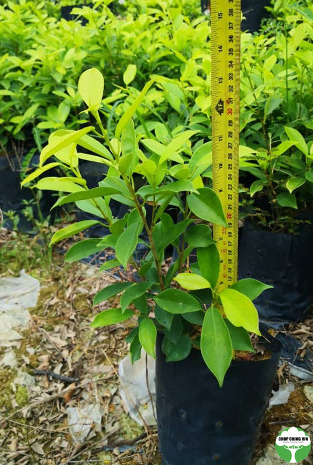 Ficus microcarpa 'Golden'