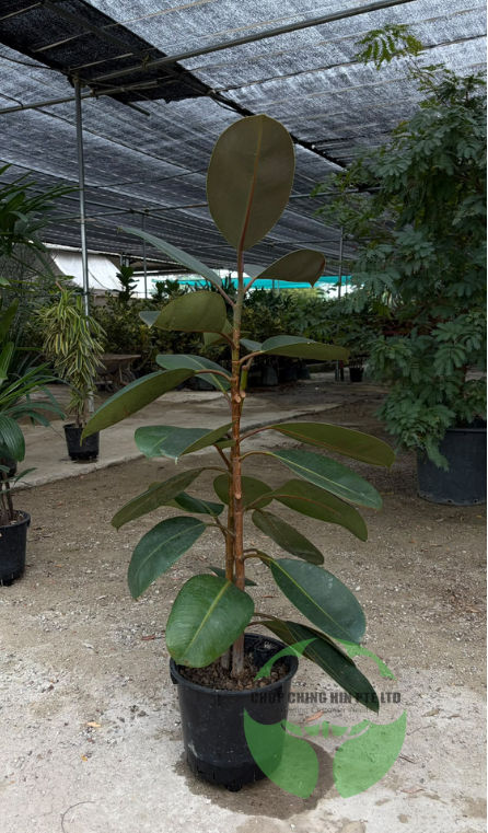 Ficus elastica 'Black Burgundy' (Hydro)