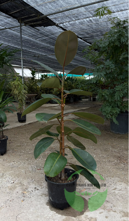 Ficus elastica 'Black Burgundy' (Hydro)