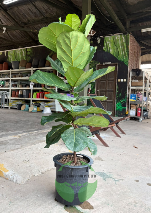 Ficus Lyrata (Hydro)