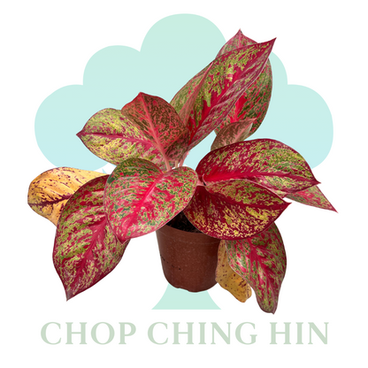 Aglaonema Siam Aurora (0.3m)