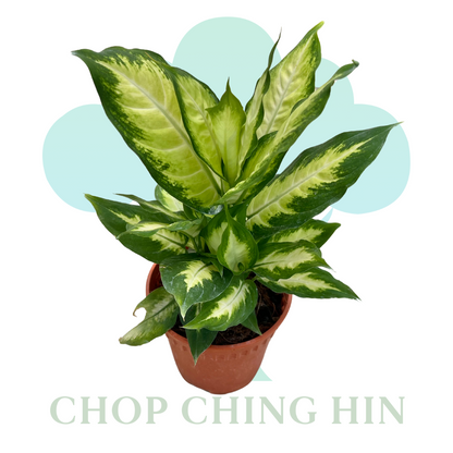 aglaonema camille Dieffenbachia "Camille" (0.5m) – Chop Ching Hin Pte Ltd