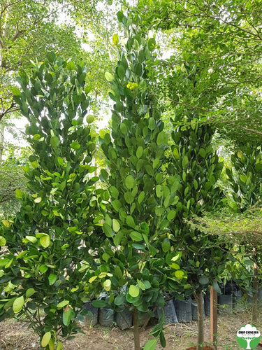 Garcinia subelliptica