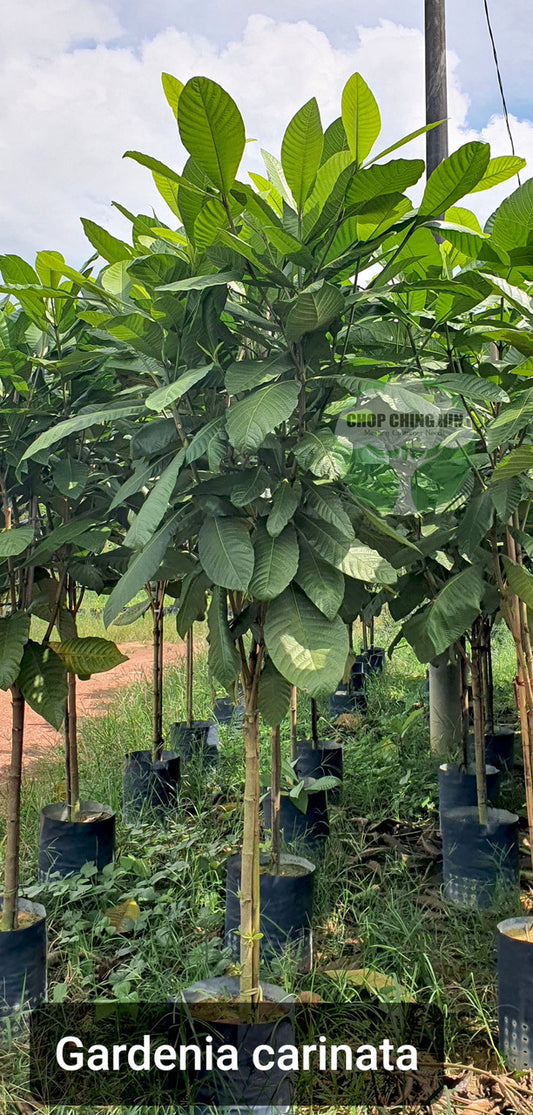 Gardenia carinata