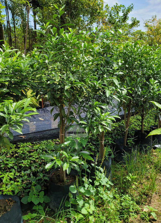 Gardenia Tubifera