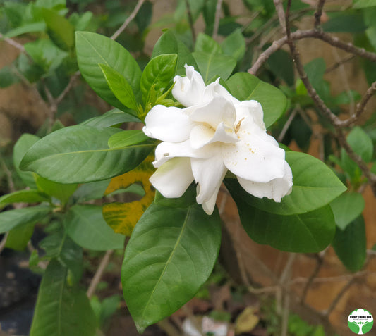 Gardenia jasminoides