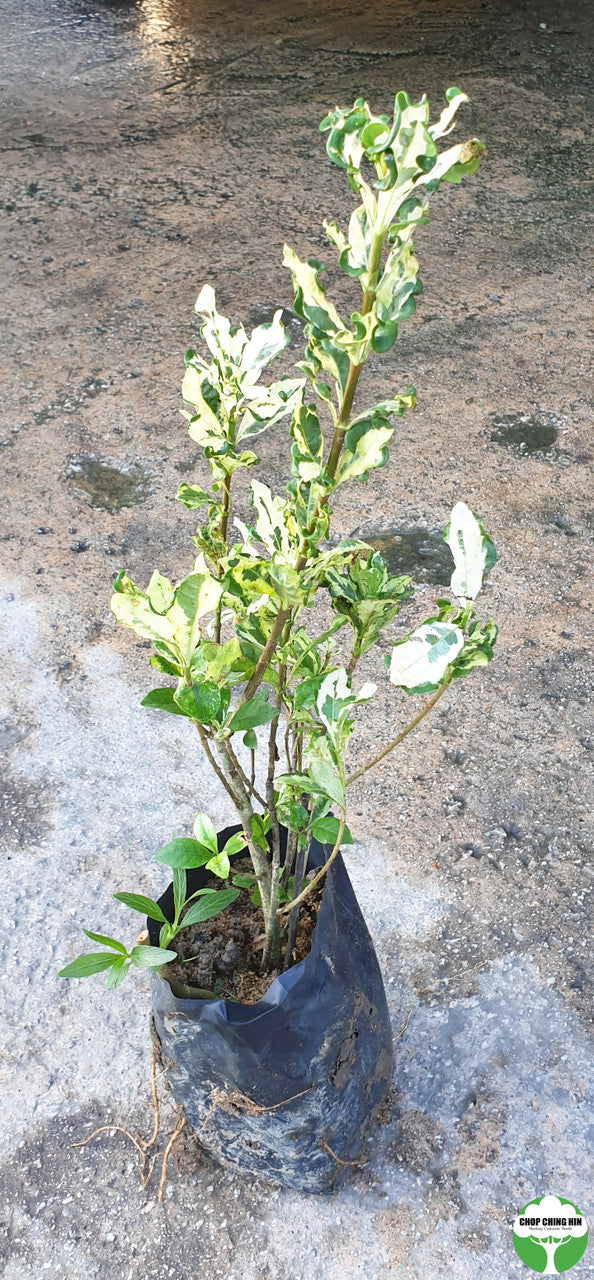 Gardenia jasminoides 'Variegata'