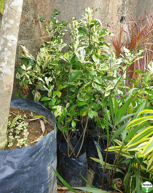 Gardenia jasminoides 'Variegata'