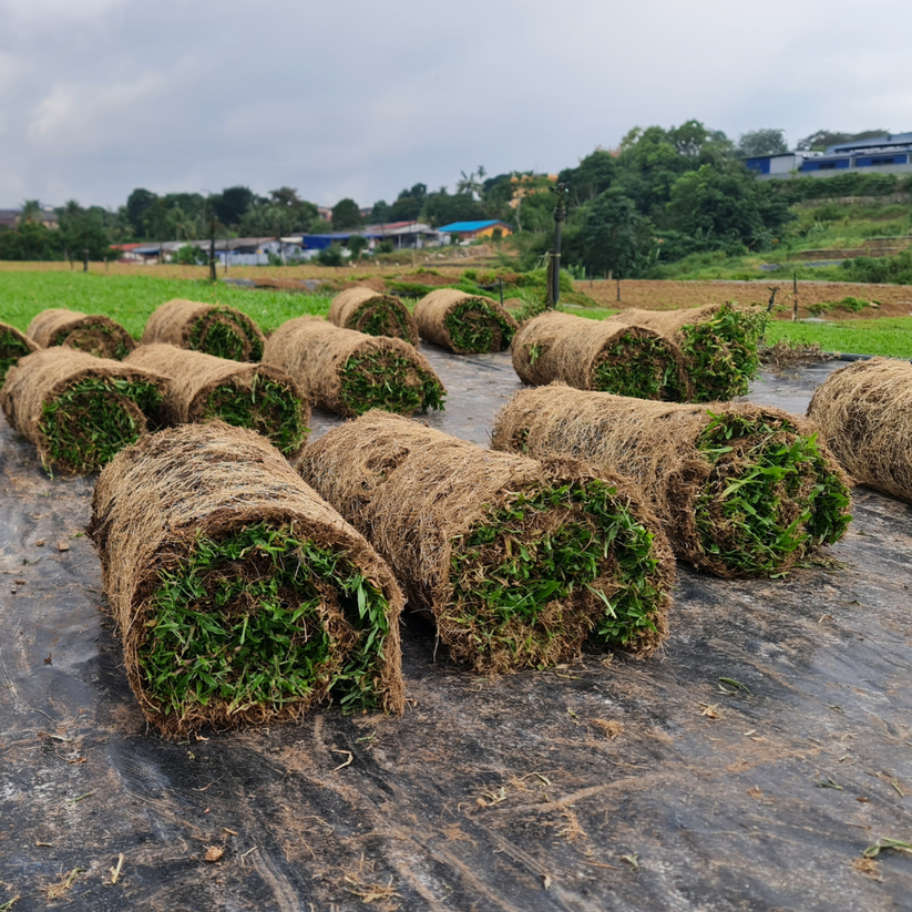 Singapore Cow Grass Supplier | Cow Grass (Rolls) – Chop Ching Hin Pte Ltd