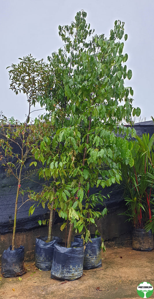 Gnetum Gnemon