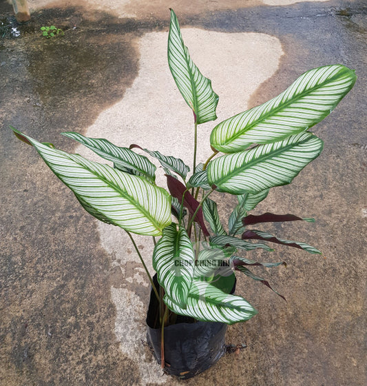 Goeppertia majestica 'Albolineata'