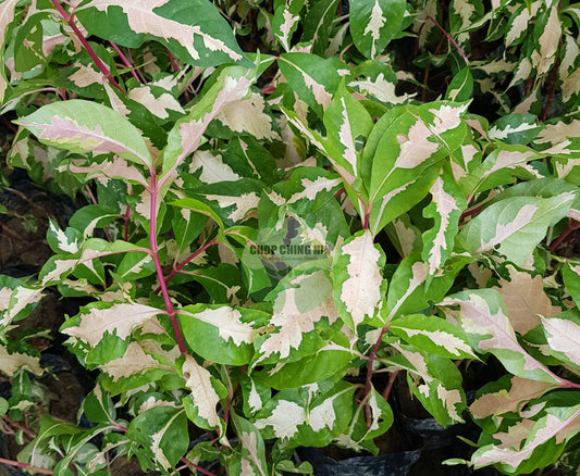 Graptophyllum pictum 'Tricolor'