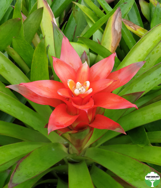 Guzmania lingulata