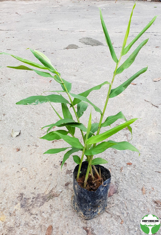 Hedychium coronarium