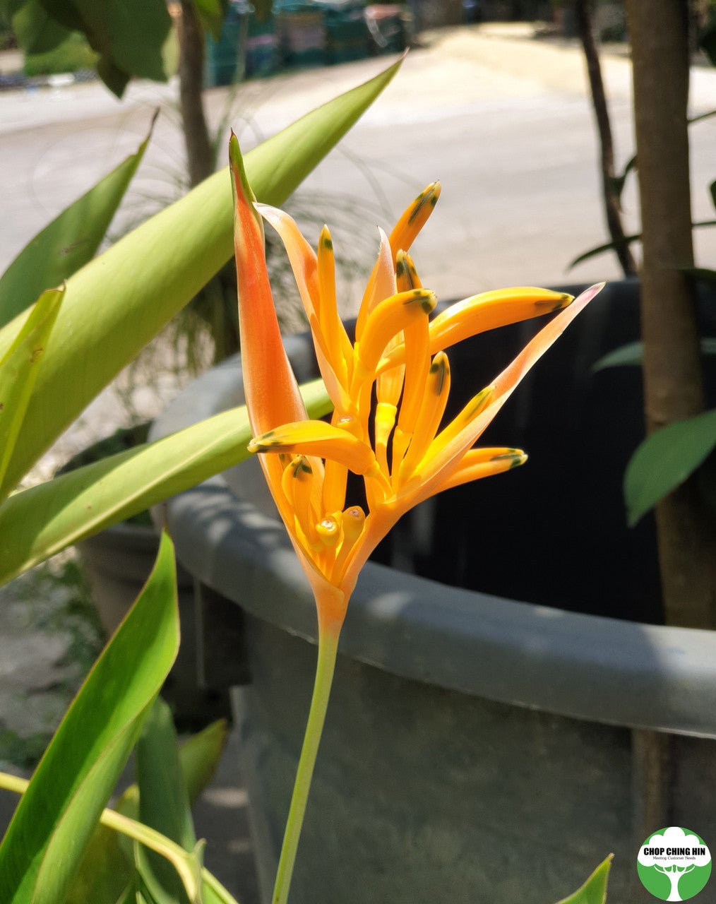 Heliconia 'American Dwarf'