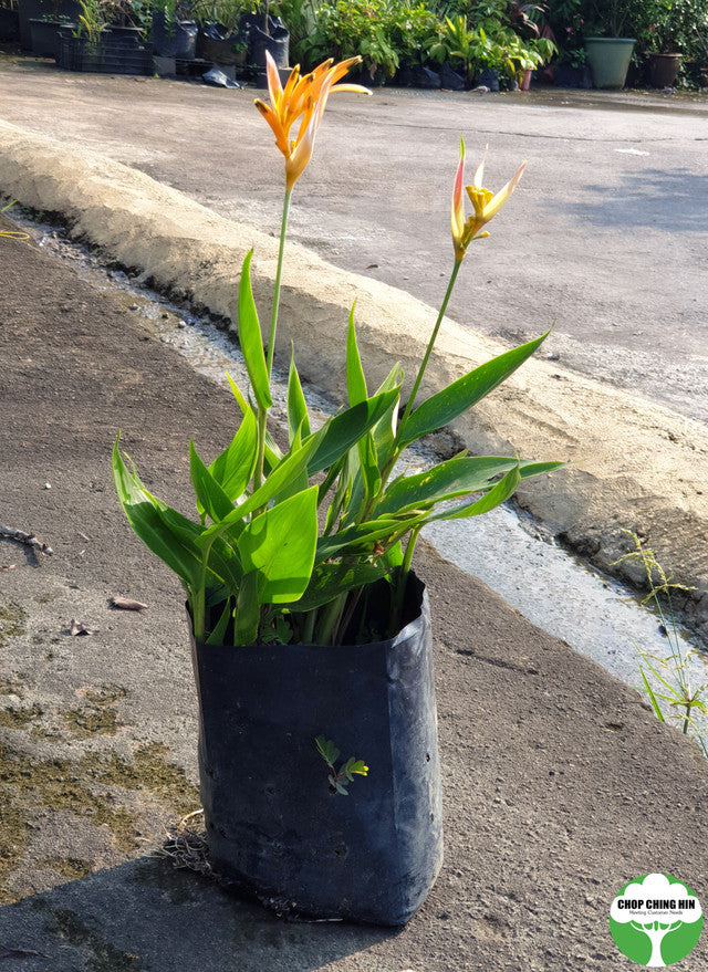 Heliconia 'American Dwarf'