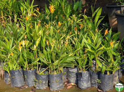 Heliconia 'American Dwarf'