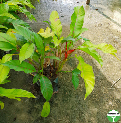 Heliconia 'Dwarf Jamaican'