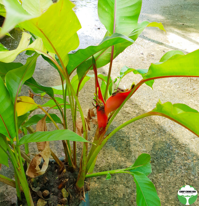 Heliconia 'Dwarf Jamaican'