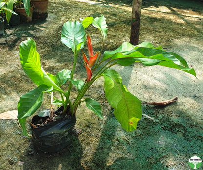 Heliconia 'Dwarf Jamaican'