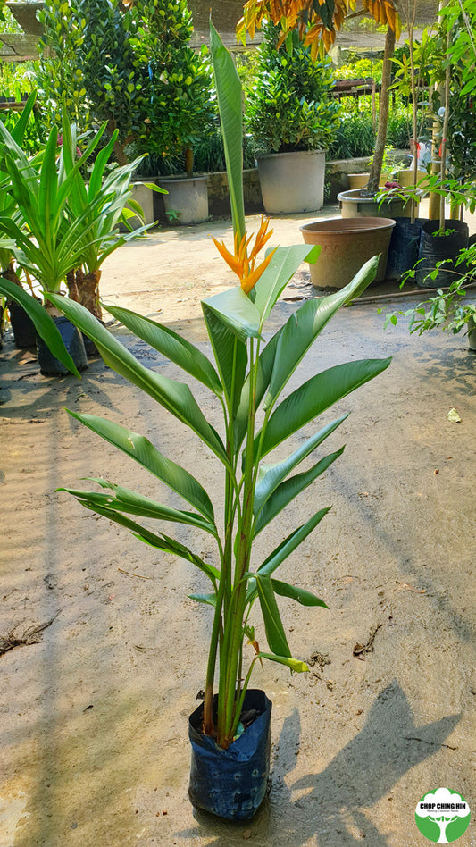 Heliconia psittacorum 'Golden Torch'