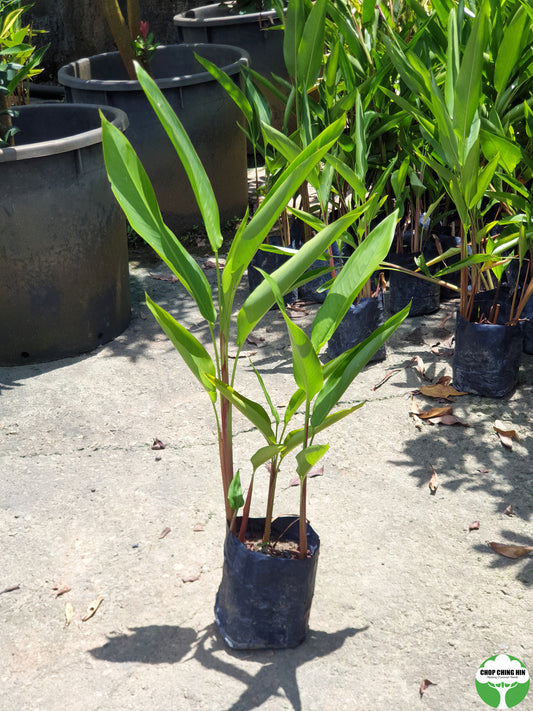 Heliconia psittacorum 'Lady Di'