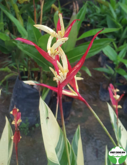 Heliconia psittacorum 'Lady Di' (Variegated)